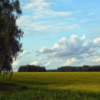 Вечернее поле :: Игорь Галеев