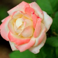 розы :: Cветлана Свистунова