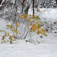 Осенний снег :: Nina Karyuk