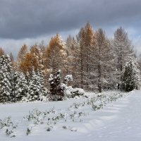 После снегопада :: Nina Karyuk