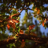 Осенняя листва . :: Любовь 