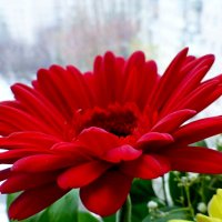 Gerbera :: Raduzka (Надежда Веркина)