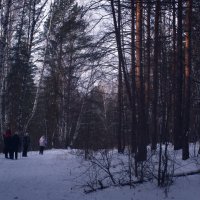 В лесу. :: Михаил Полыгалов