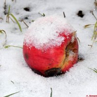Про яблоки на снегу.. :: Андрей Заломленков