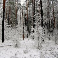 Снежная тишина :: Геннадий Худолеев Худолеев