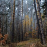 Осень в туманном лесу :: Михаил 