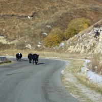 По горной дороге коровы идут :: Galina Solovova