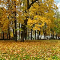 Золотая осень в городском саду :: Милешкин Владимир Алексеевич 