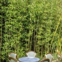 кафе в бамбуковом лесу :: Георгий А