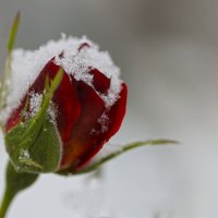 Первый снег :: Татьяна Панчешная