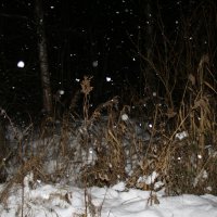 Падает снег... :: Наталья Герасимова
