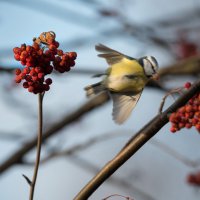 Рябинка :: Владимир Безбородов