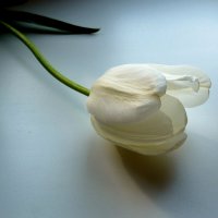 Одинокий белый тюльпан :: Лидия Бараблина