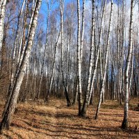 осень :: Владимир Холодницкий