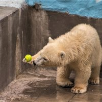 0585 :: Аркадий Лаптенко