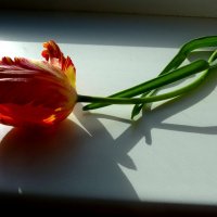 Красный попугаевый тюльпан с тенью на подоконнике :: Лидия Бараблина