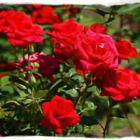 Роза прекрасна...роза нежна. :: Anatol L
