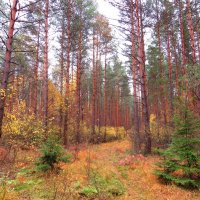 По тропинке в осенний лес :: Андрей Снегерёв