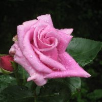 Розовая роза. :: Борис Бутцев