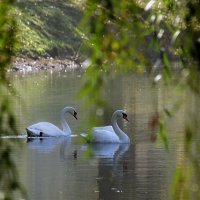 Лебеди на пруду. :: barsuk lesnoi