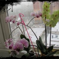 Орхидеи :: Вера 