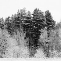 Зимний лес :: Руслан 