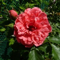 Роза Rosarium Uetersen - розАриум Ютерзен - с каплями в саду :: Лидия Бараблина