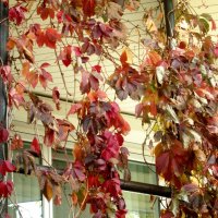Осенние плети дикого винограда :: Самохвалова Зинаида 