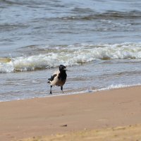 Не-е, холодновата водичка... :: Ольга Кирсанова