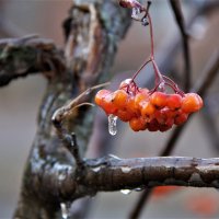 этюд :: Владимир Холодницкий