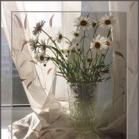 Букет скромных ромашек в вазе, стоящей за шторой на окне... :: Лидия Бараблина