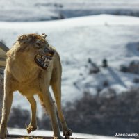 *** :: Александр Богатырёв