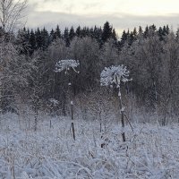 Короткая осенняя зима :: Елена Смирнова