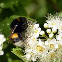 Мохнатая пчелка :: Нина Синица