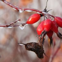 этюд :: Владимир Холодницкий