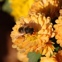 Пчела на цветке :: Алексей Р.