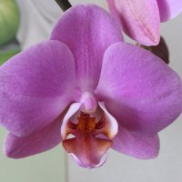 Орхидея :: Alko37 Korol