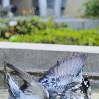 Водоплавающий ( Из жизни голубей ) :: Alexander Amromin