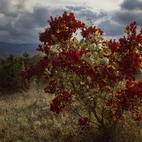 Приближалась гроза :: Нина Богданова