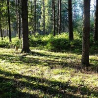 Сосновый бор в ноябре (из поездок по области). :: Милешкин Владимир Алексеевич 