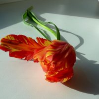 Попугаевый тюльпан на подоконнике... :: Лидия Бараблина