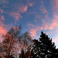 Закатное небо ноября над парком :: Лидия Бараблина