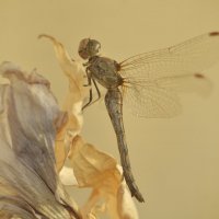 dragonfly :: Александр Довгий