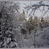 Зимний лес :: Ramt Прибытов