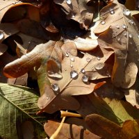 Слезы ноября на опавших листьях :: Лидия Бараблина
