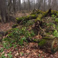 Бывает первая зелень года, бывает последняя :: Андрей Лукьянов