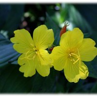 О,как прекрасны эти желтые цветы,в них так царит гармония любви! :: Tatiana Markova
