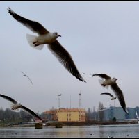 КОНТРОЛЬ ПРЕЖДЕ ВСЕГО :: Анатолий Восточный