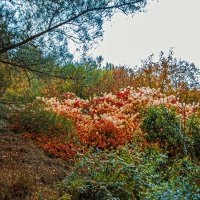 Осень в парке :: Варвара 