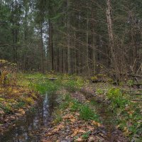 Прогулки в Осеннем Лесу :: юрий поляков